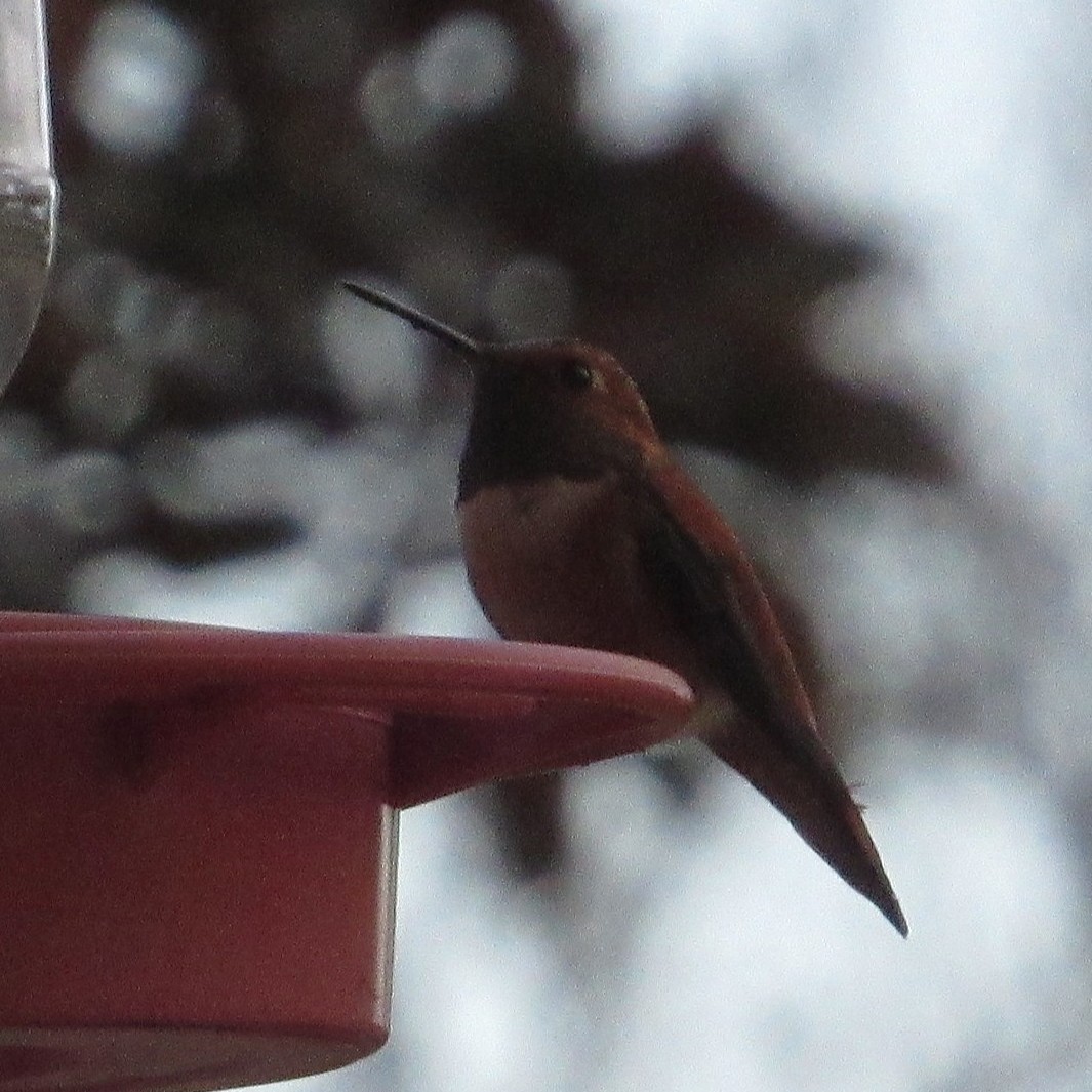 Rufous Hummingbird - ML645895064