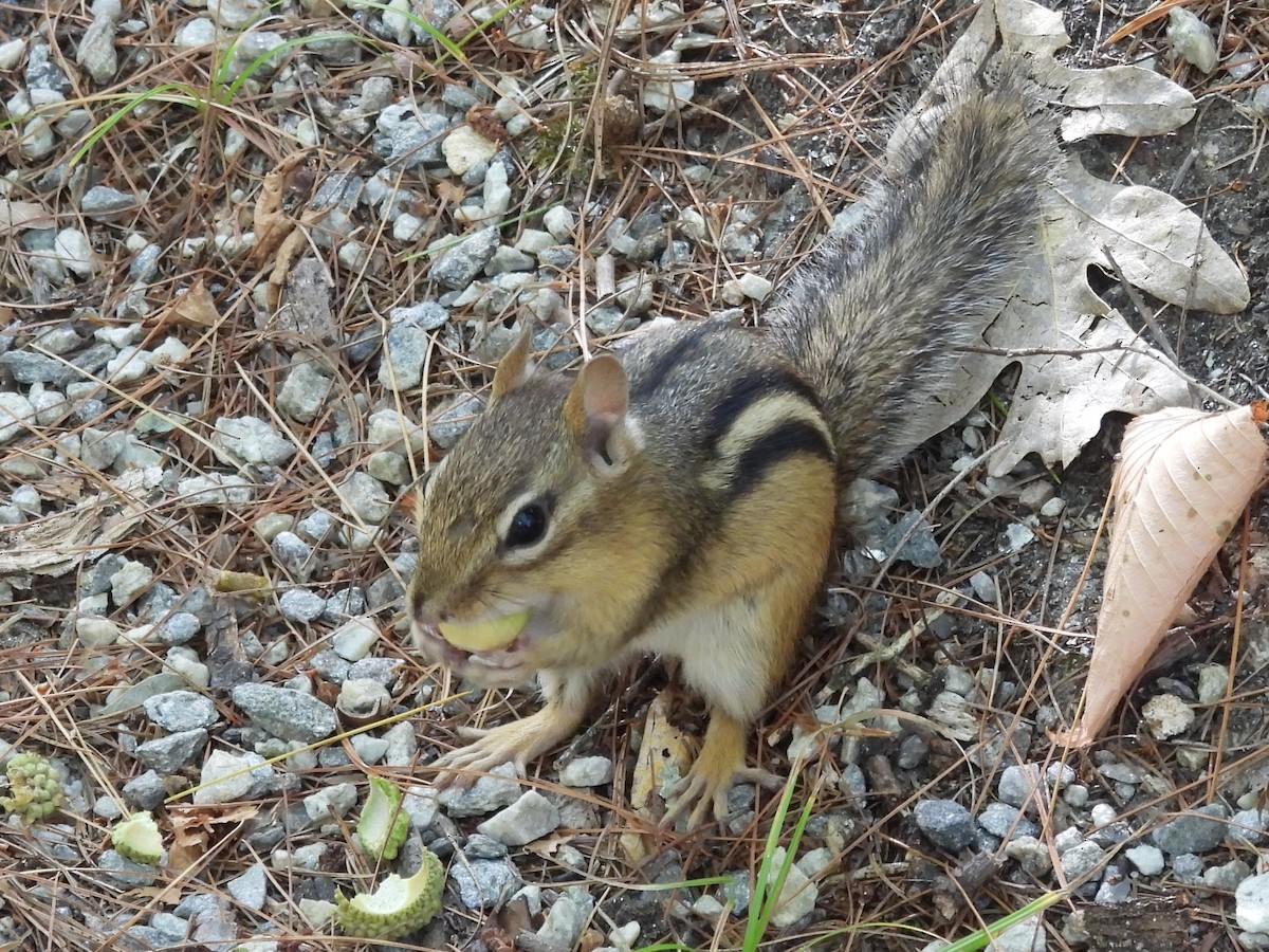 Eastern Chipmunk - ML645895065