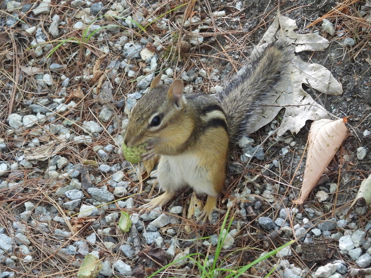 Eastern Chipmunk - ML645895066