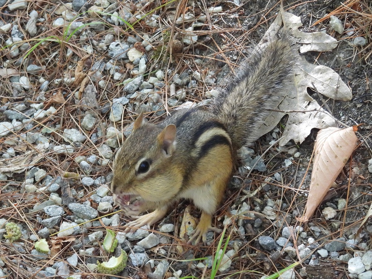 Eastern Chipmunk - ML645895067