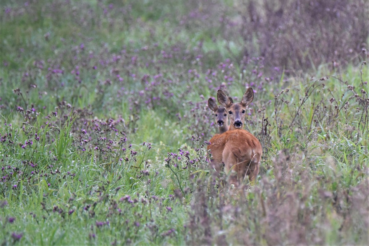 Roe Deer - ML645895070