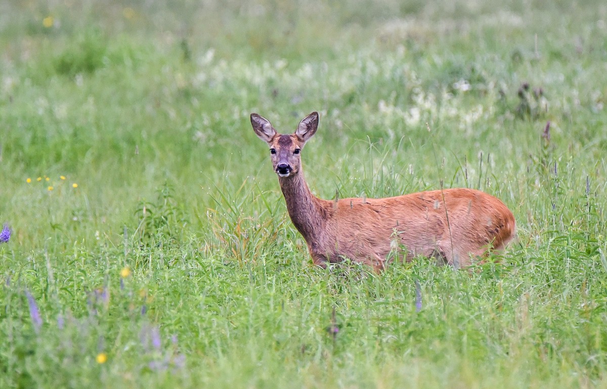 Roe Deer - ML645895071