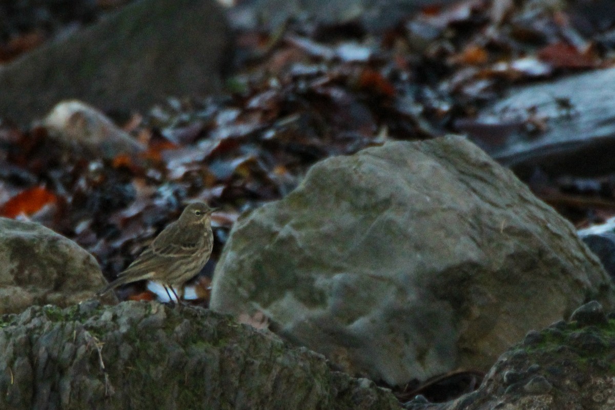 Rock Pipit - ML645895074