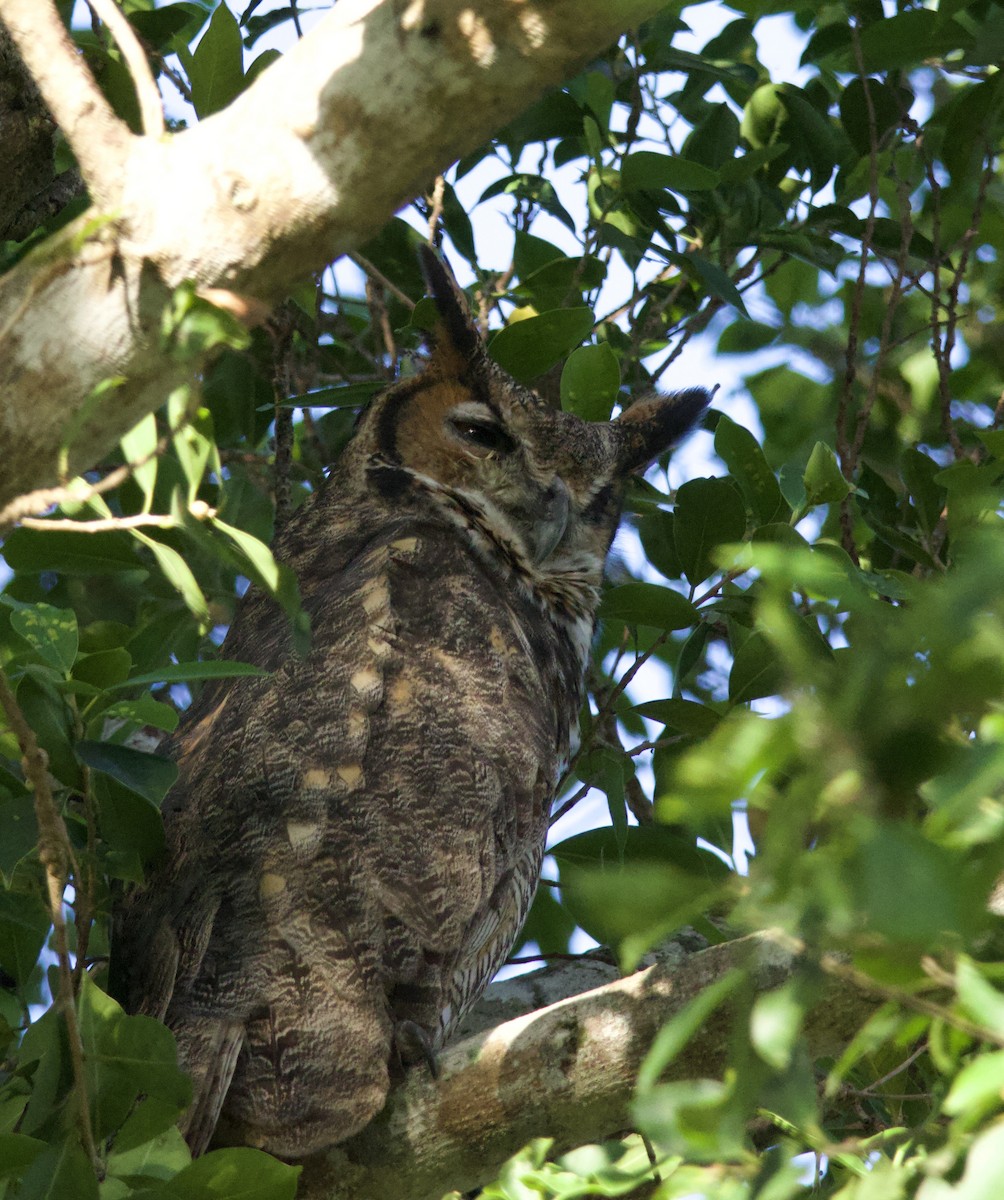 výr virginský - ML645895076