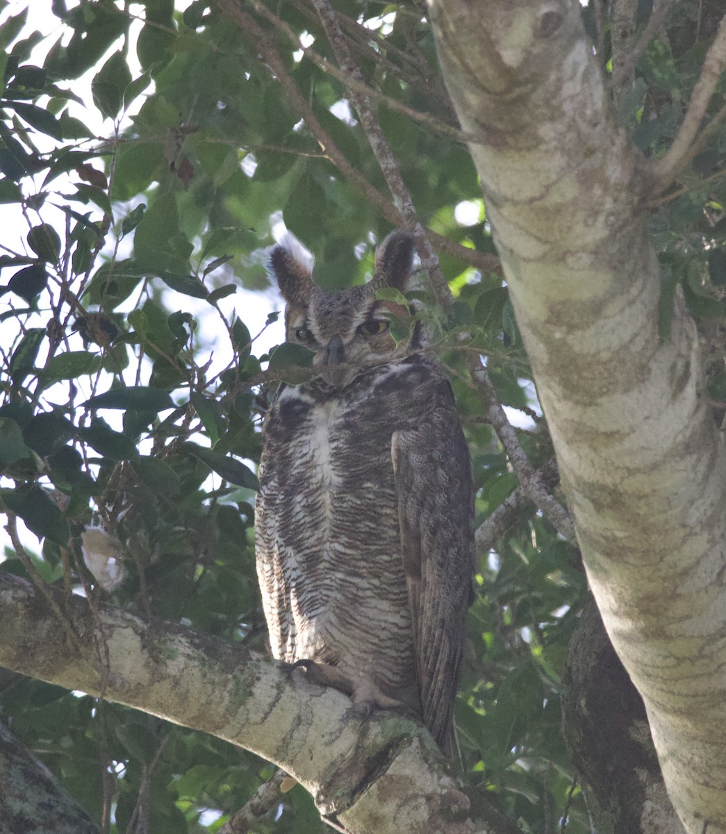 výr virginský - ML645895077