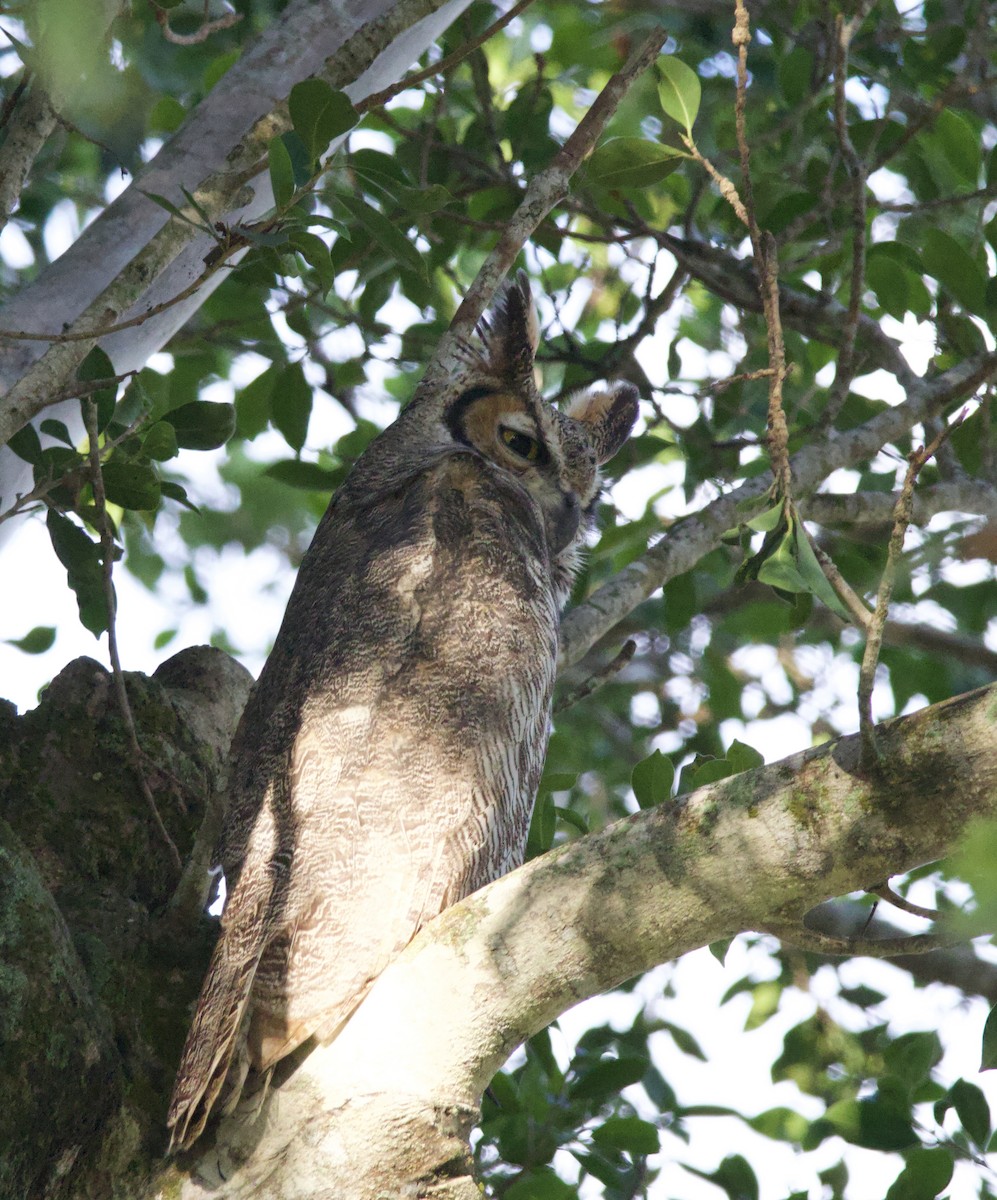 výr virginský - ML645895078