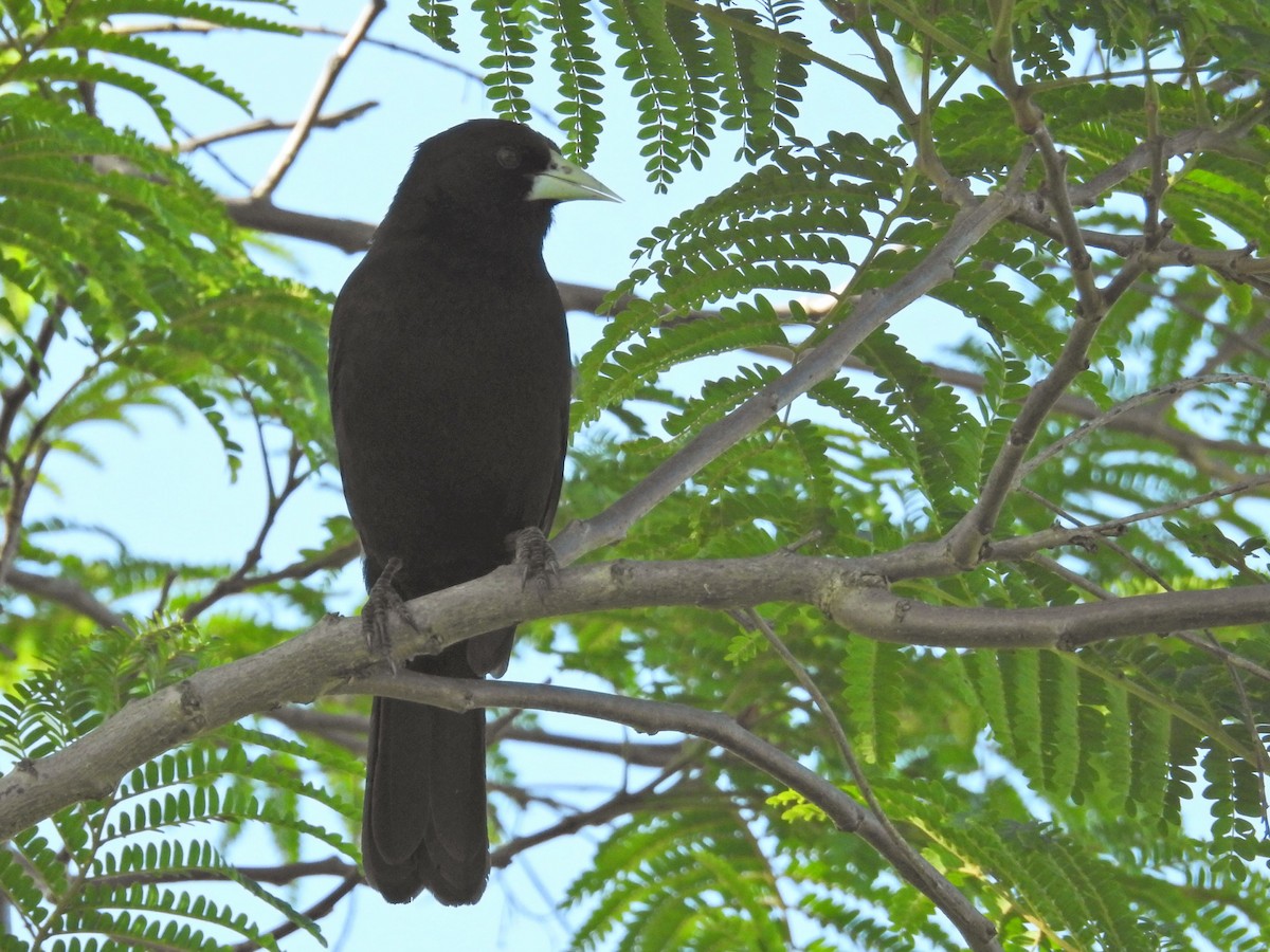 Solitary Black Cacique - ML645895081