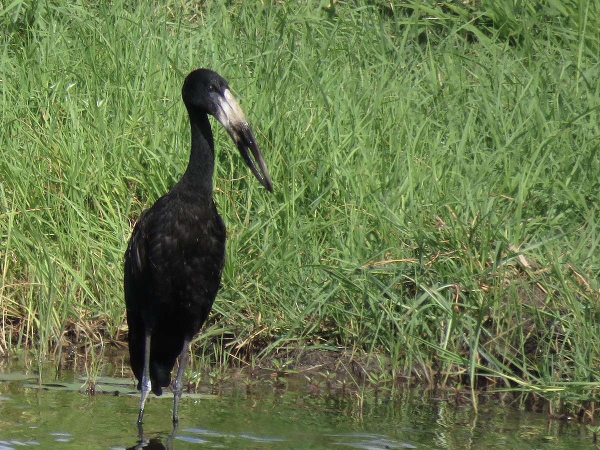 African Openbill - ML645895083