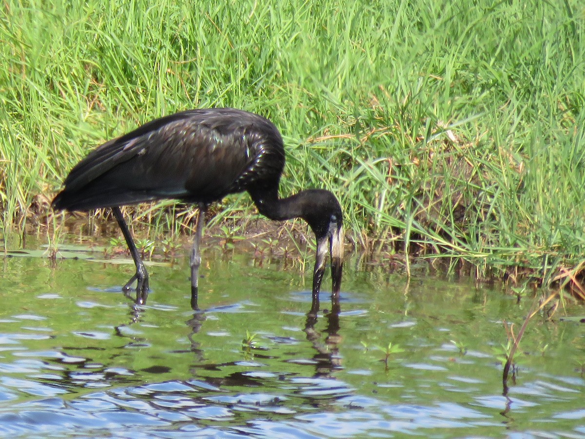African Openbill - ML645895084