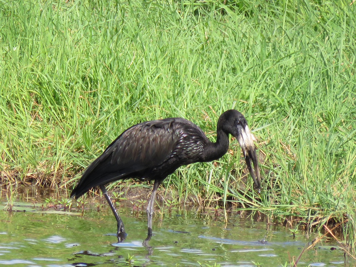 African Openbill - ML645895086
