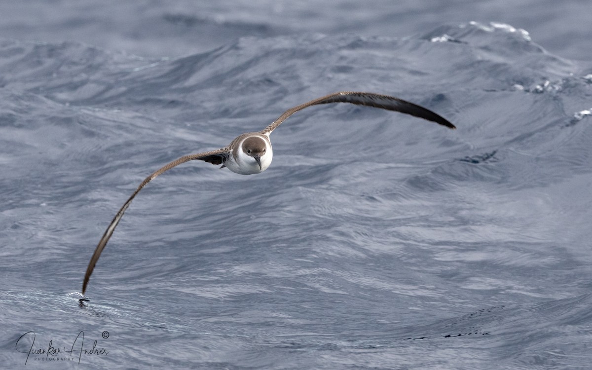 Буревісник великий - ML645895092