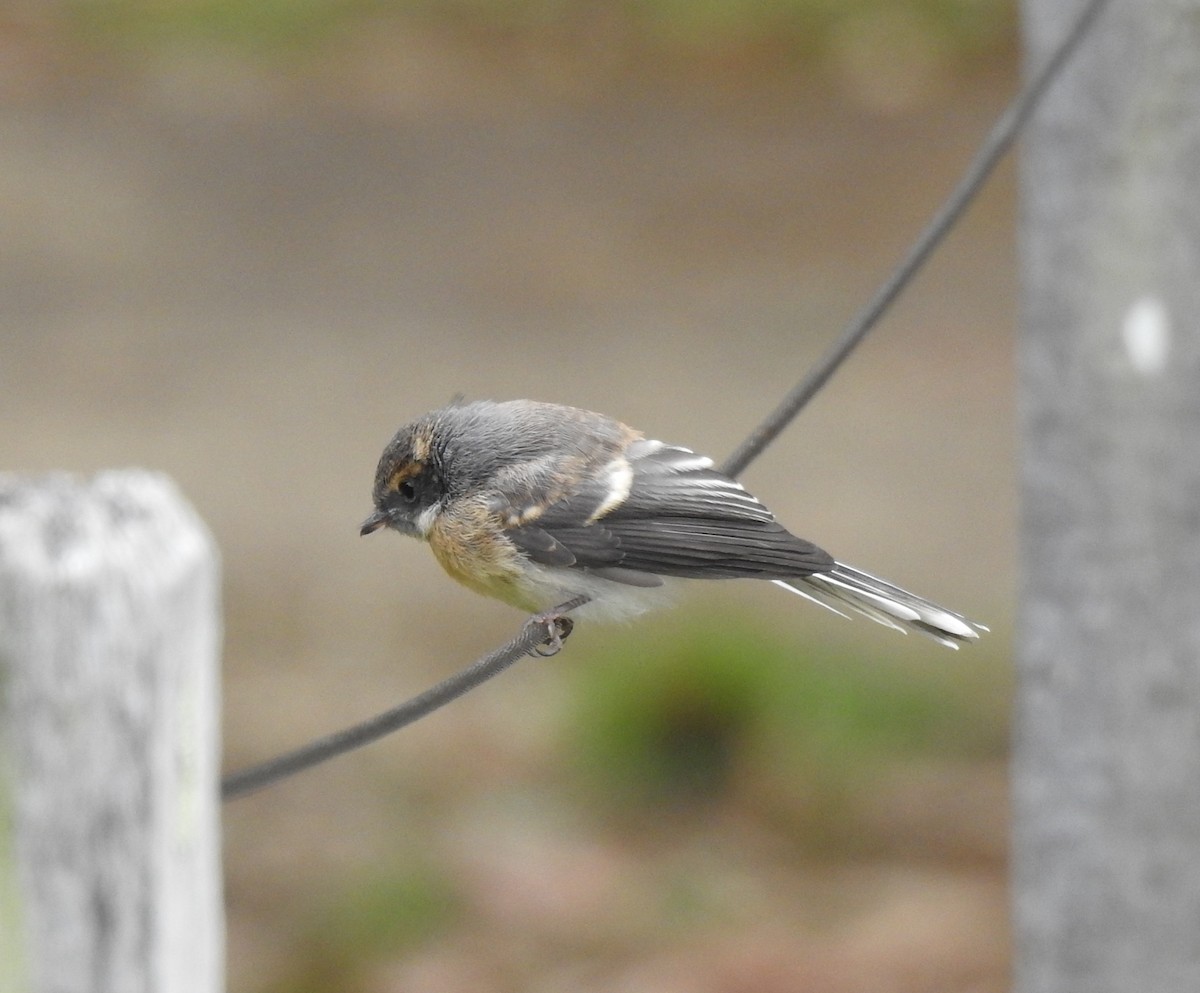 Gray Fantail - ML645895096