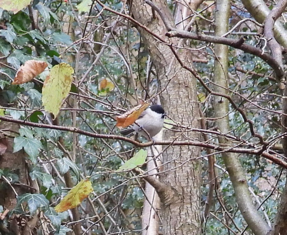 Хар толгойт хөх бух - ML645895097