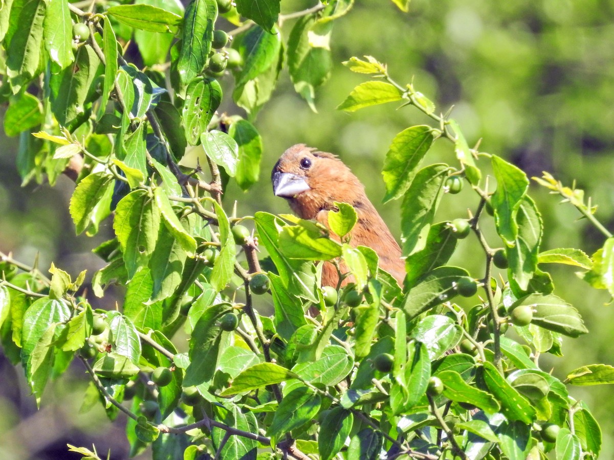 Ultramarine Grosbeak - ML645895109