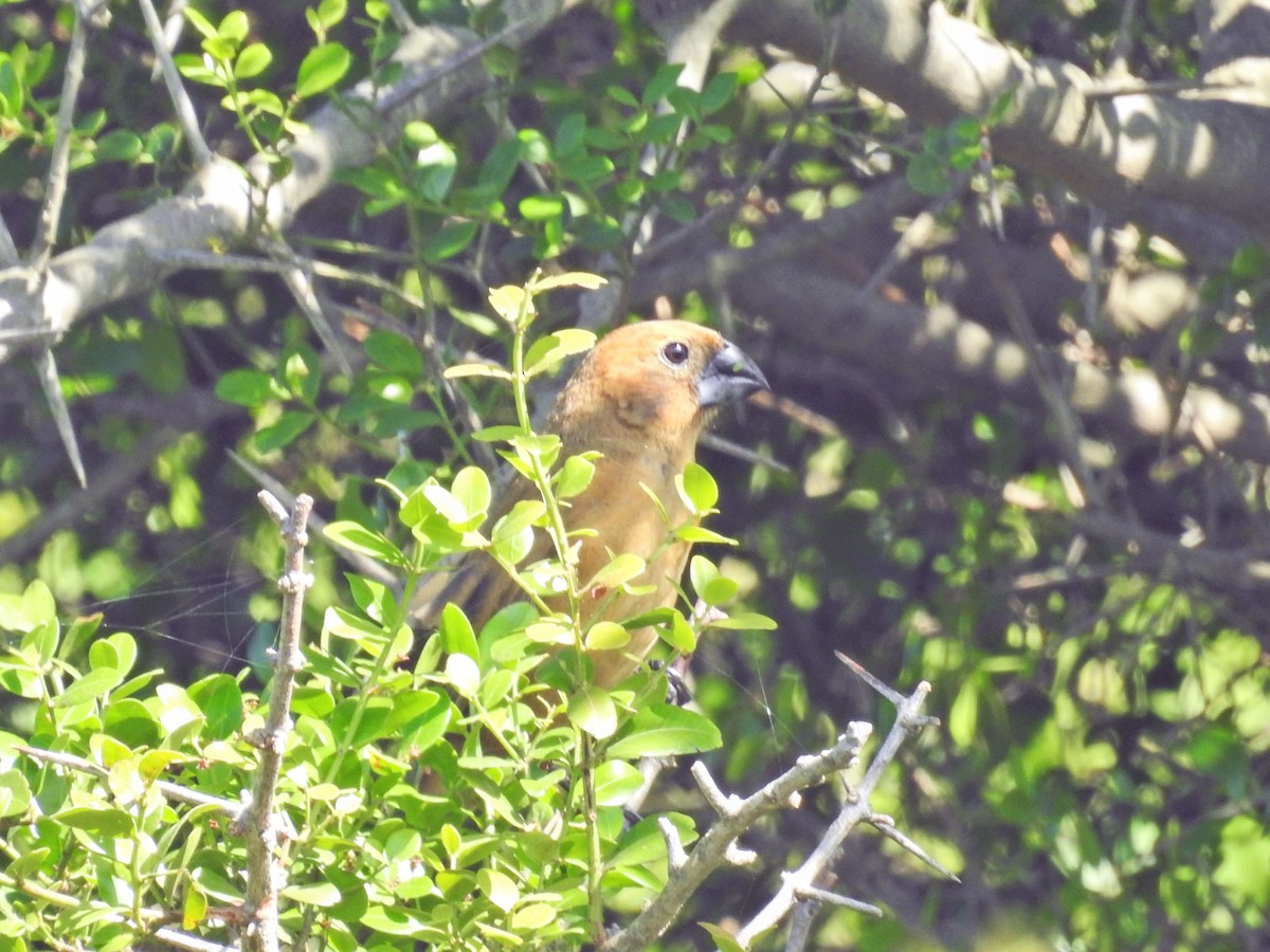 Ultramarine Grosbeak - ML645895110