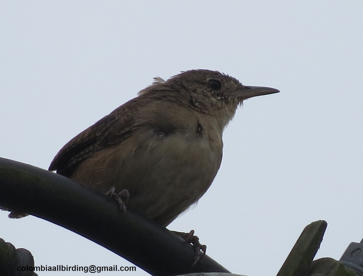 Southern House Wren - ML645895117