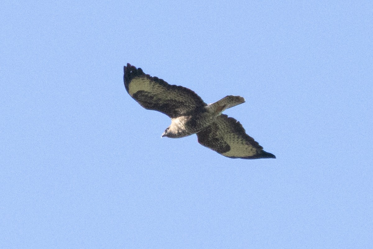 Buse variable - ML645895118