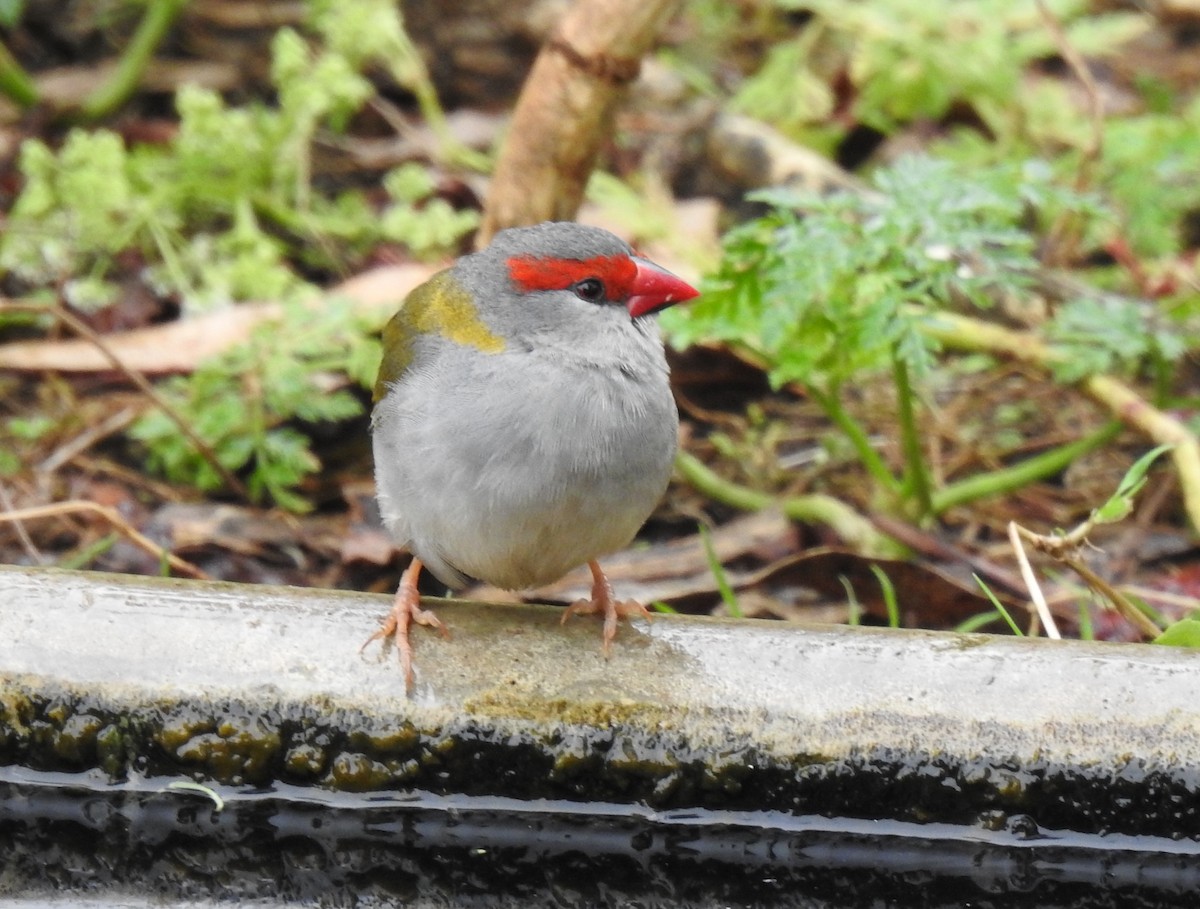Red-browed Firetail - ML645895119