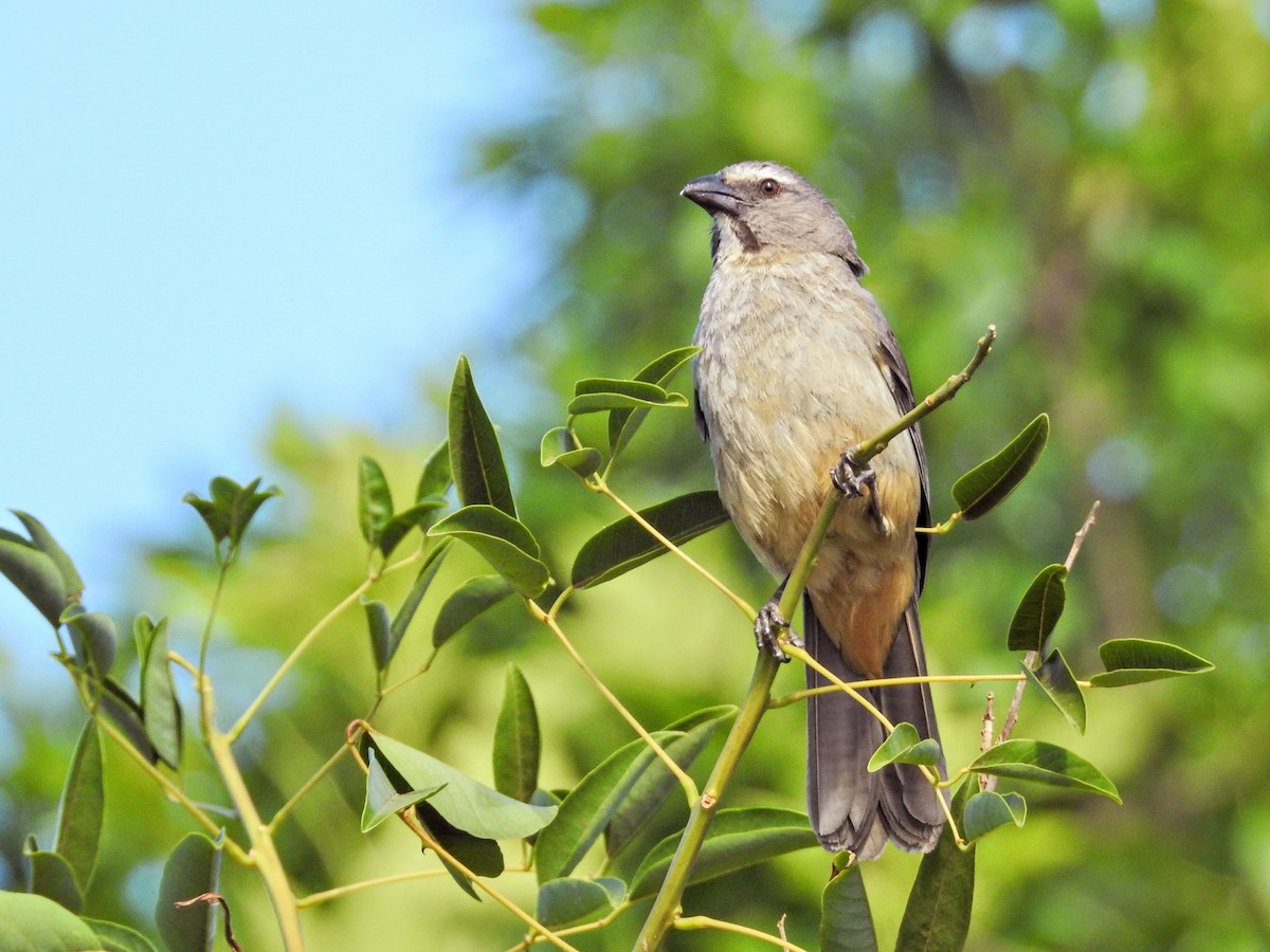 Bluish-gray Saltator - ML645895120