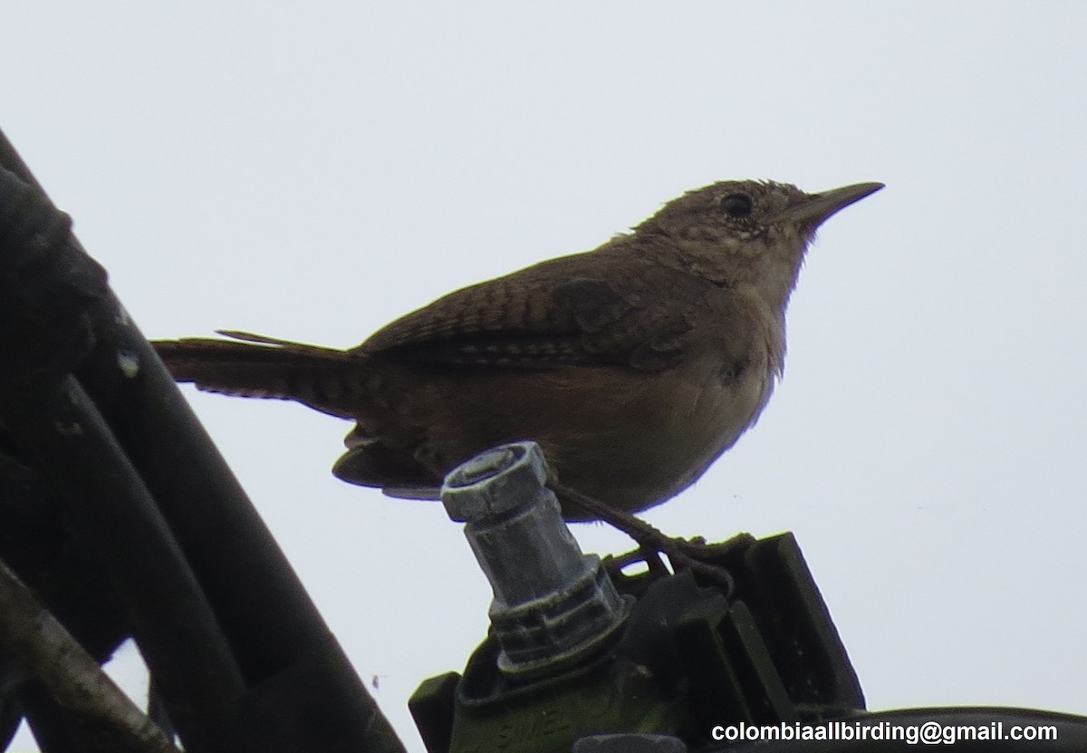 Southern House Wren - ML645895126
