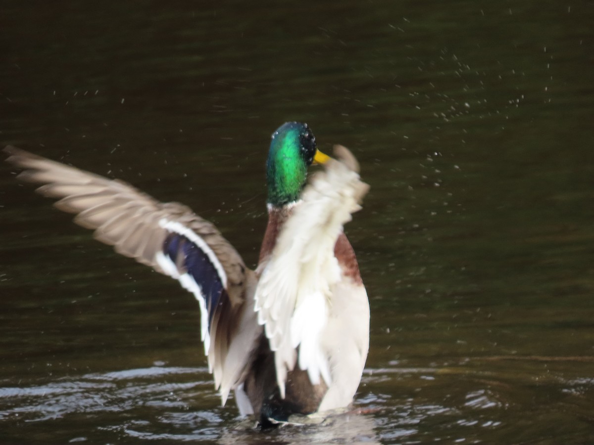 Mallard - ML645895129