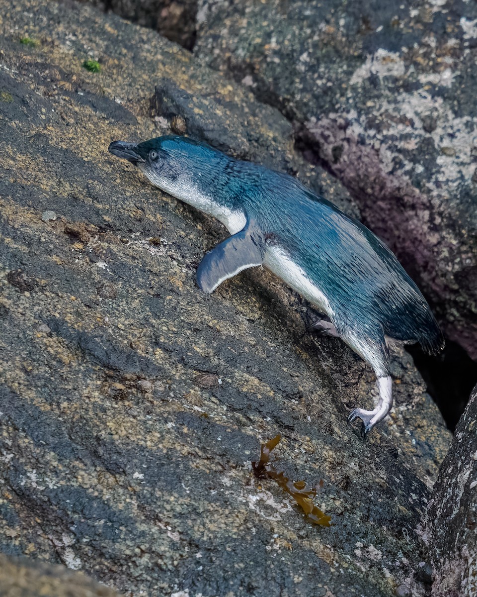 Малый пингвин - ML645895152