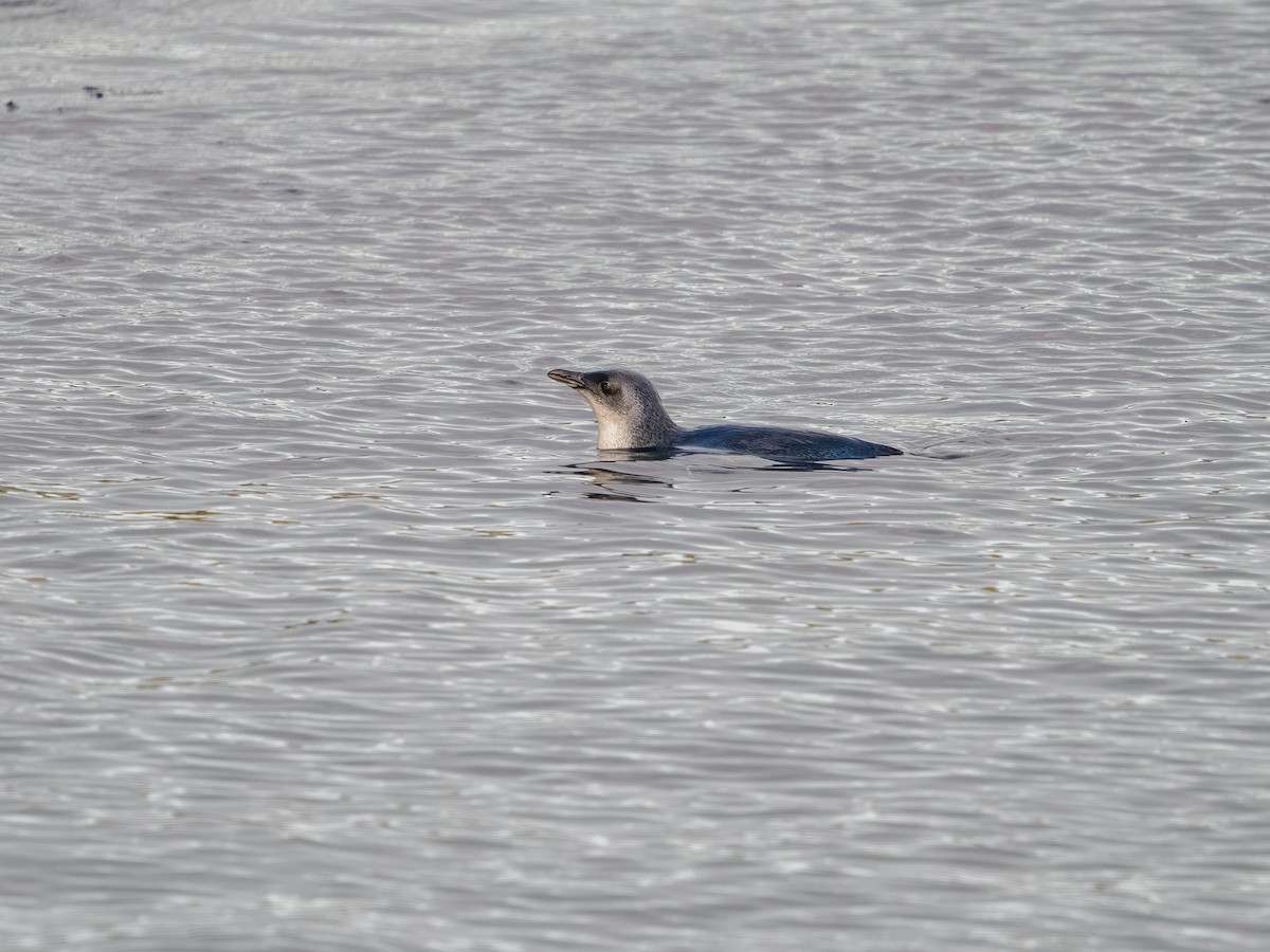 Малый пингвин - ML645895153