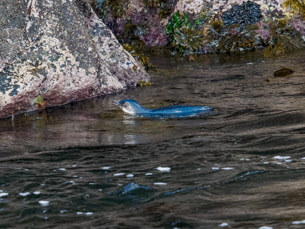 Малый пингвин - ML645895156