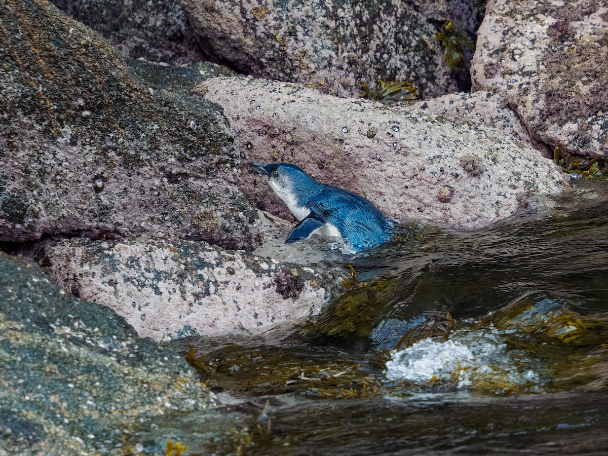 Малый пингвин - ML645895157