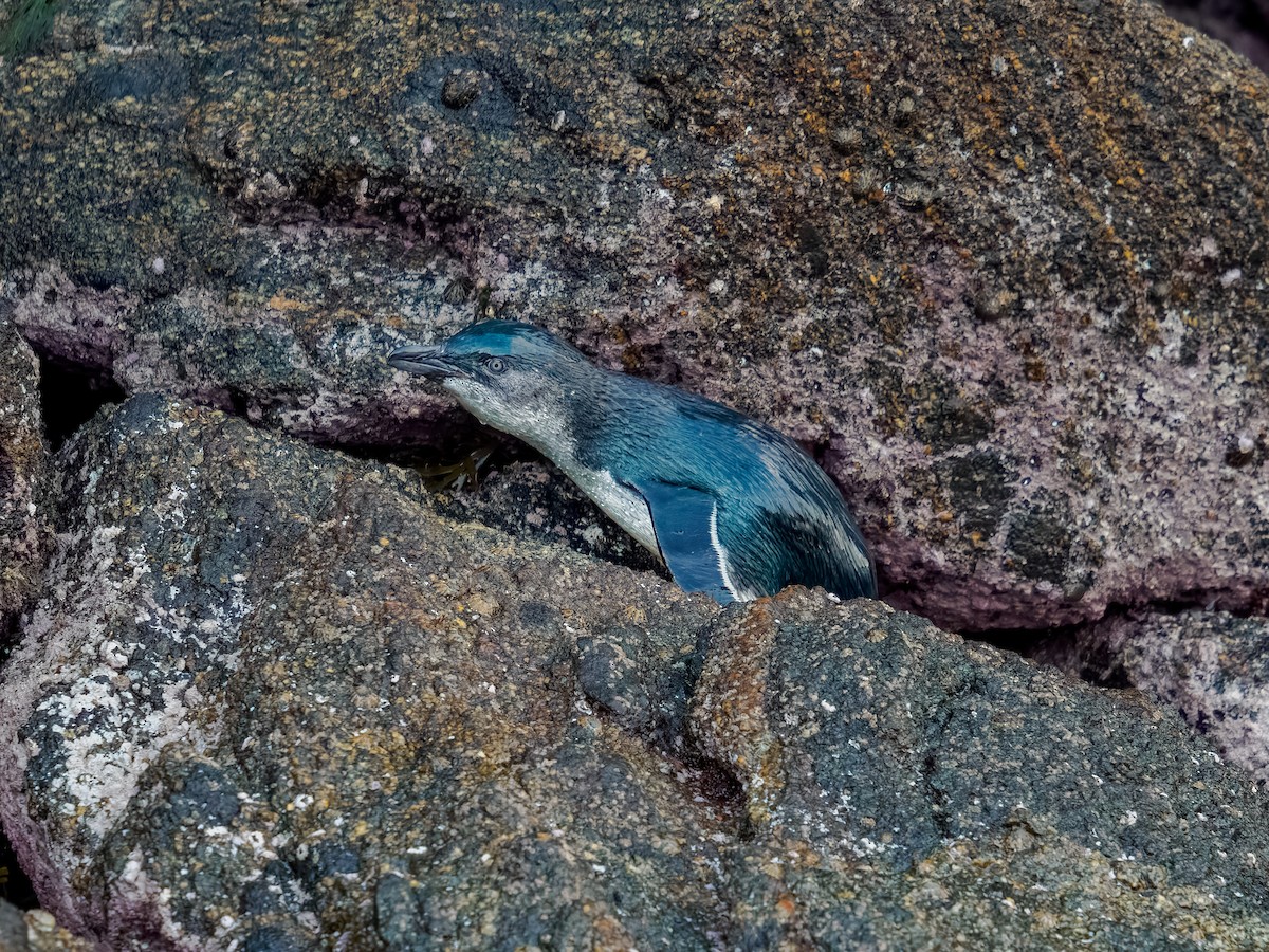 Малый пингвин - ML645895159