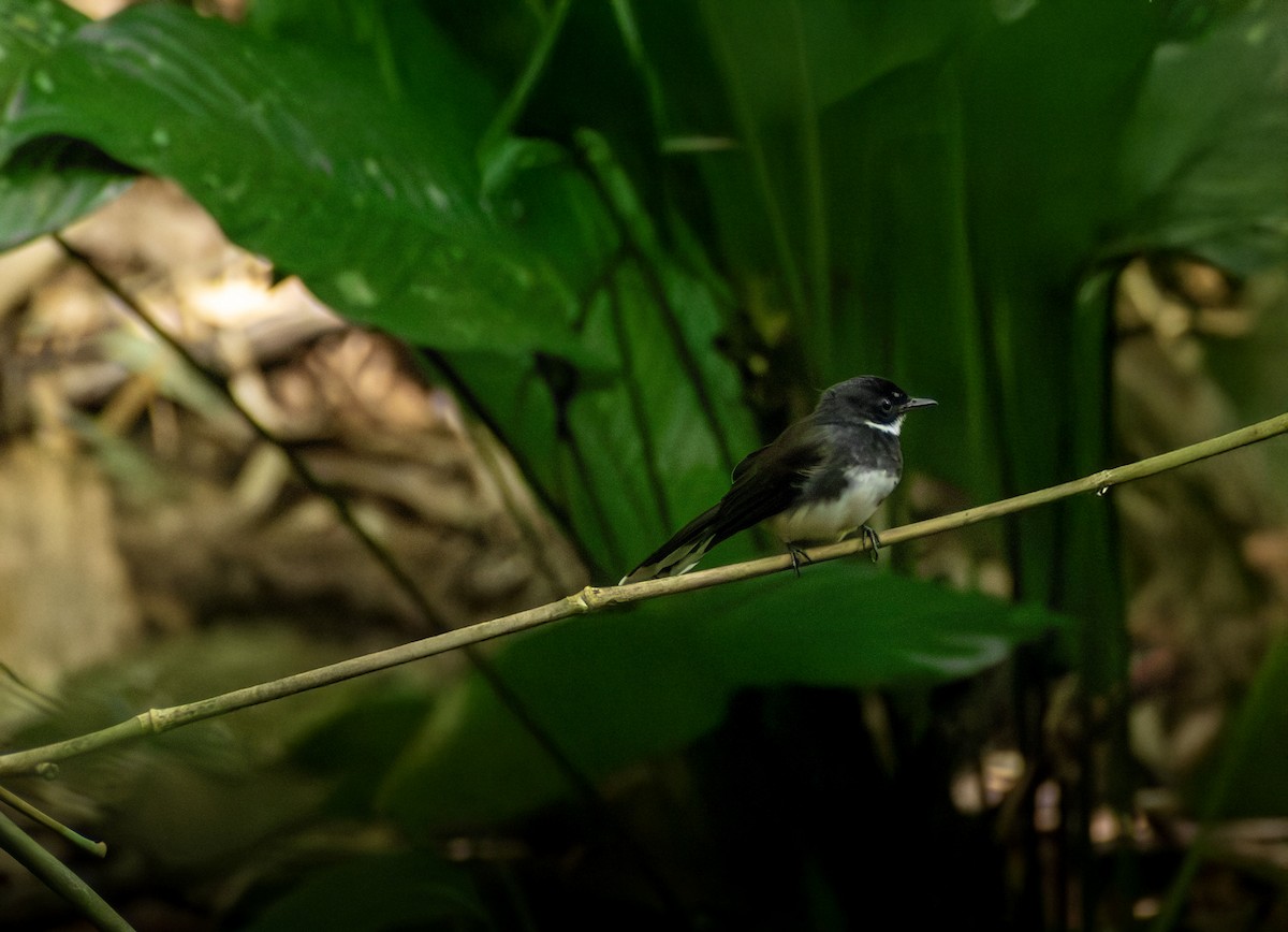 Rhipidure pie - ML645895167