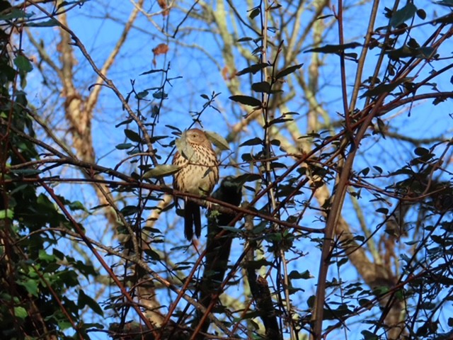 Brown Thrasher - ML645895168