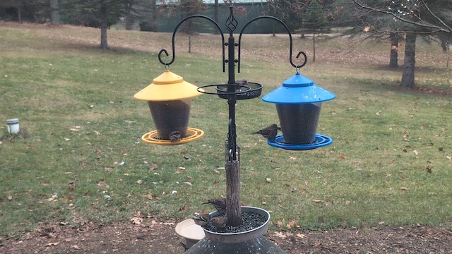 Мексиканская чечевица - ML645895183