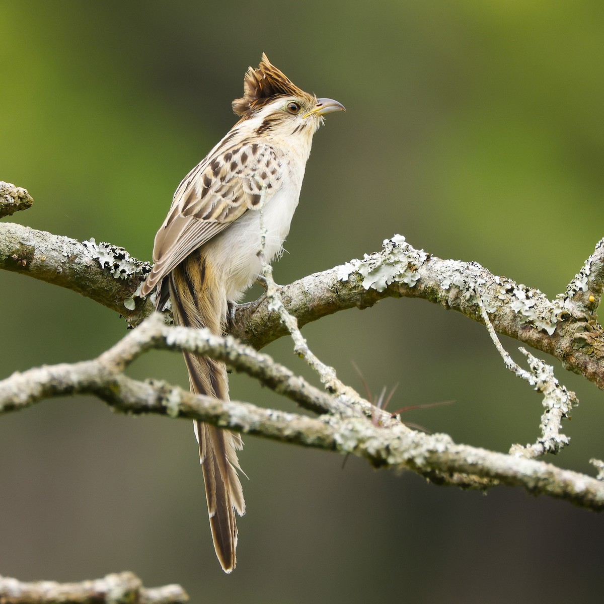 Striped Cuckoo - ML645895190