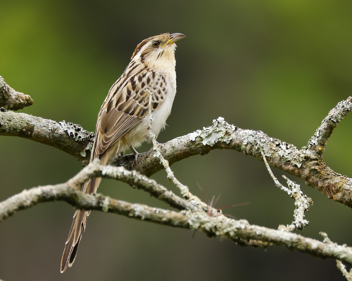 Striped Cuckoo - ML645895191
