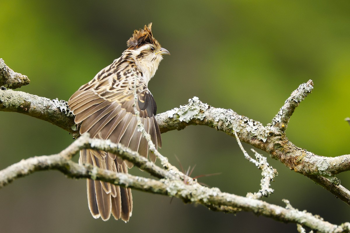 Striped Cuckoo - ML645895192