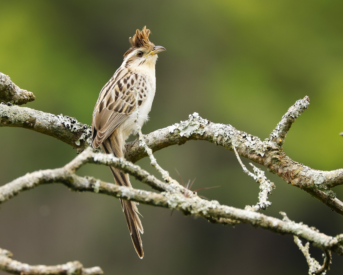 Striped Cuckoo - ML645895194