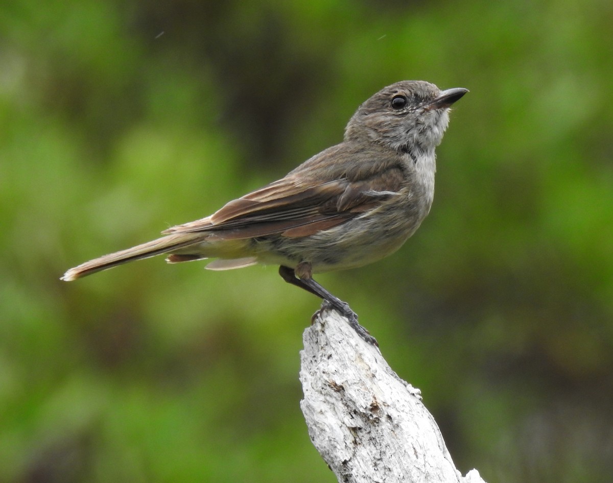 Golden Whistler (Eastern) - ML645895195