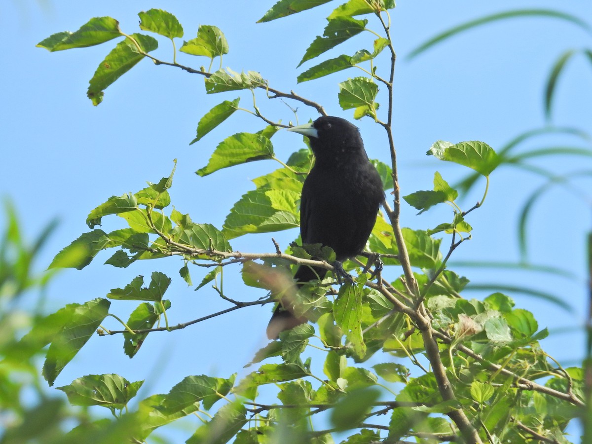 Solitary Black Cacique - ML645895199