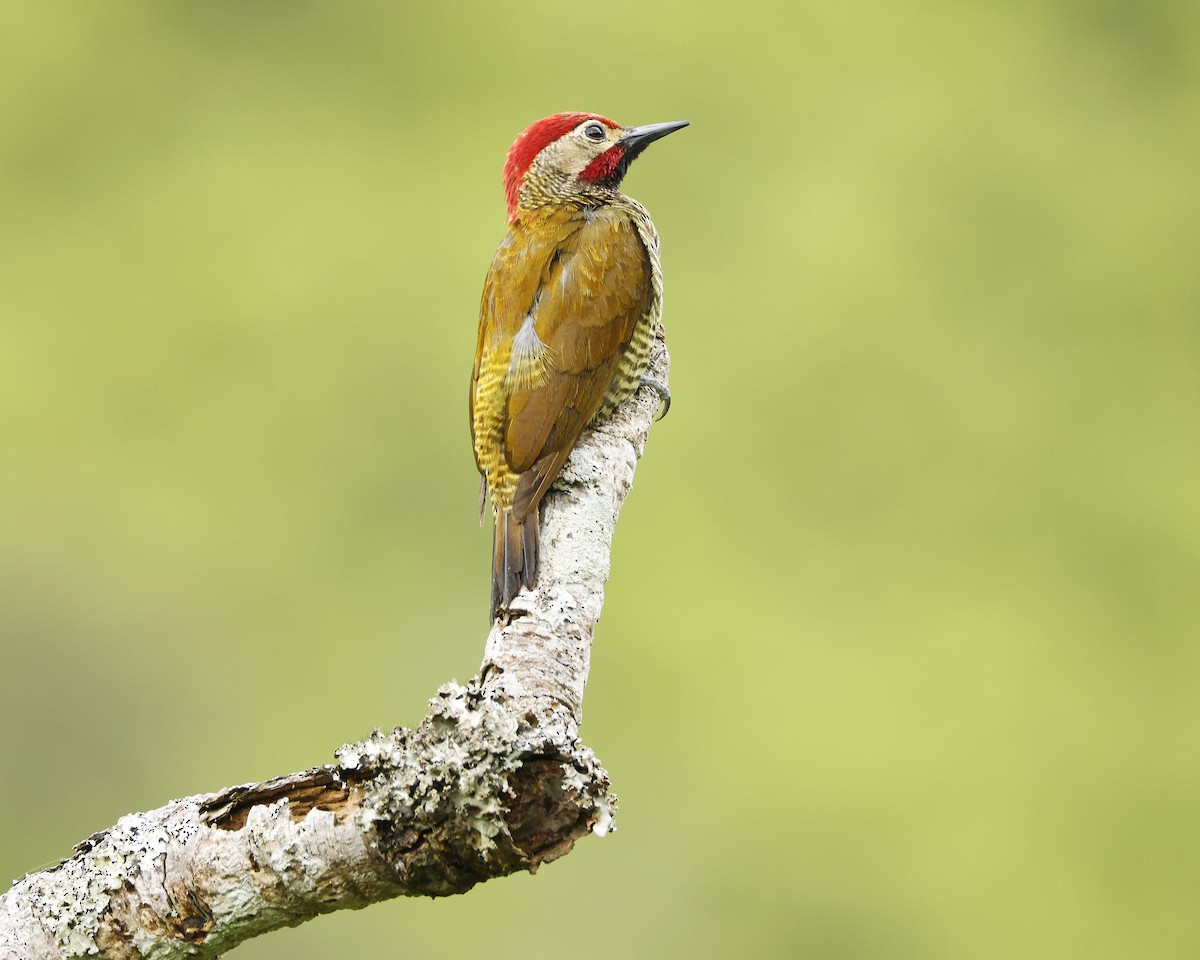 Golden-olive Woodpecker - ML645895201