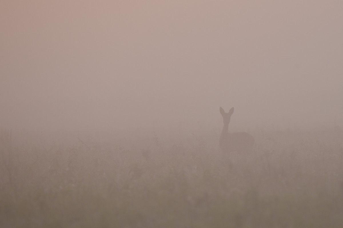 Animals - ML645895208