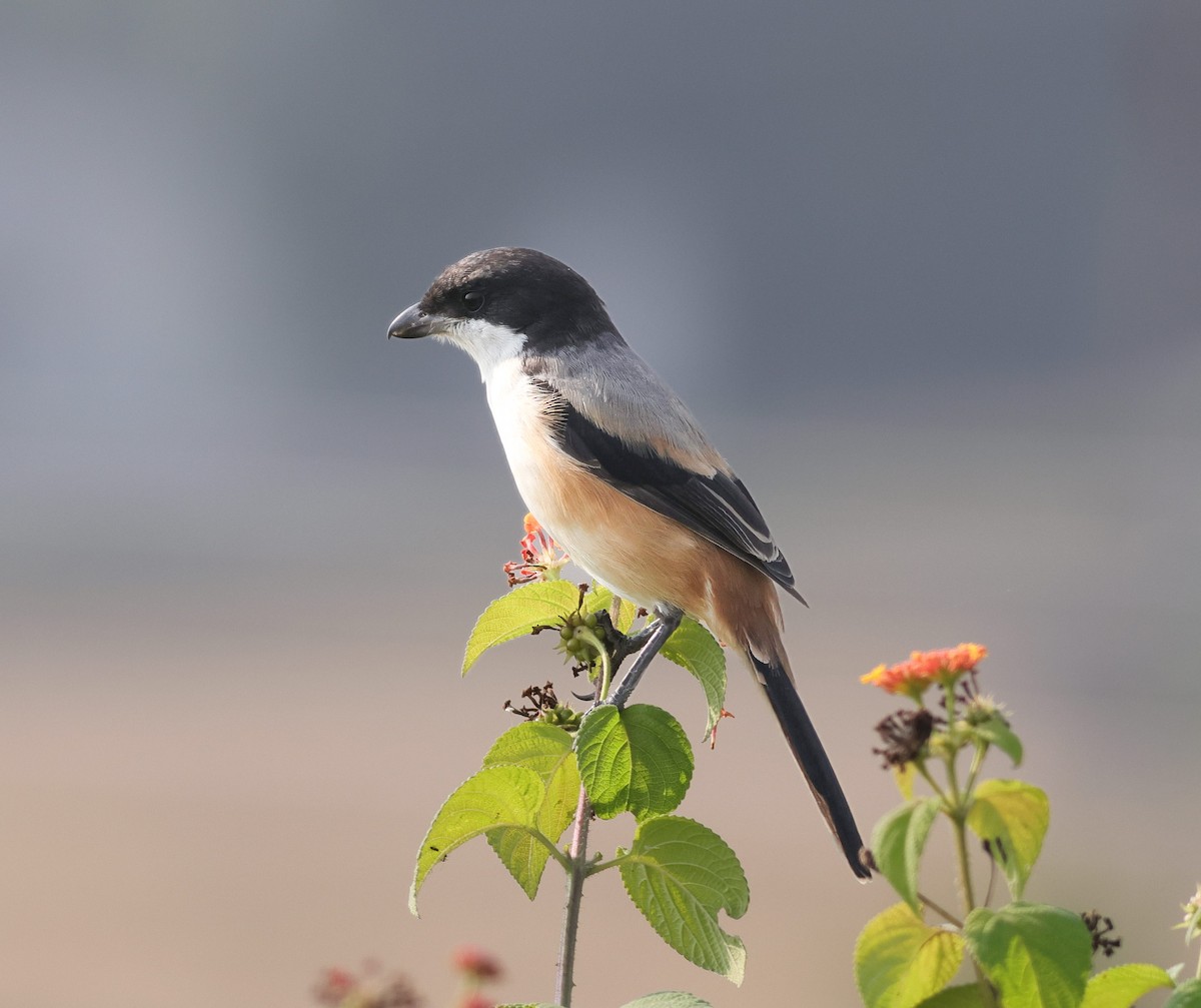 Long-tailed Shrike - ML645895211