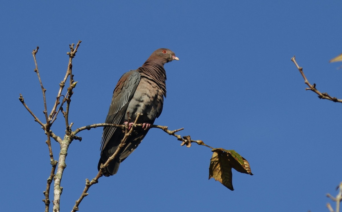 Red-billed Pigeon - ML645895217