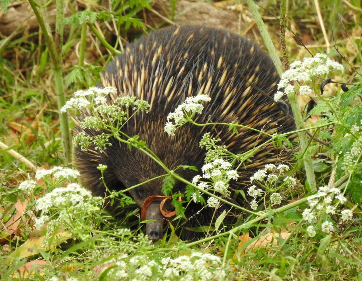 Short-beaked Echidna - ML645895218