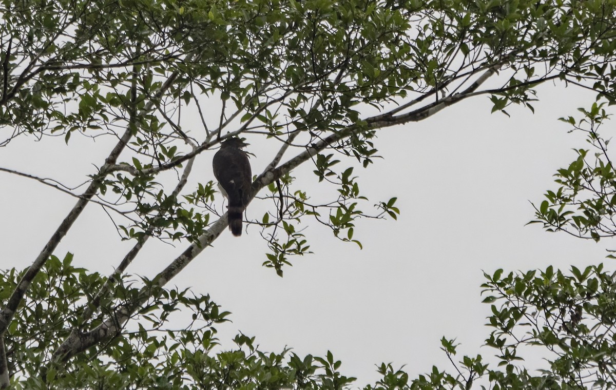 Crested Goshawk - ML645895223