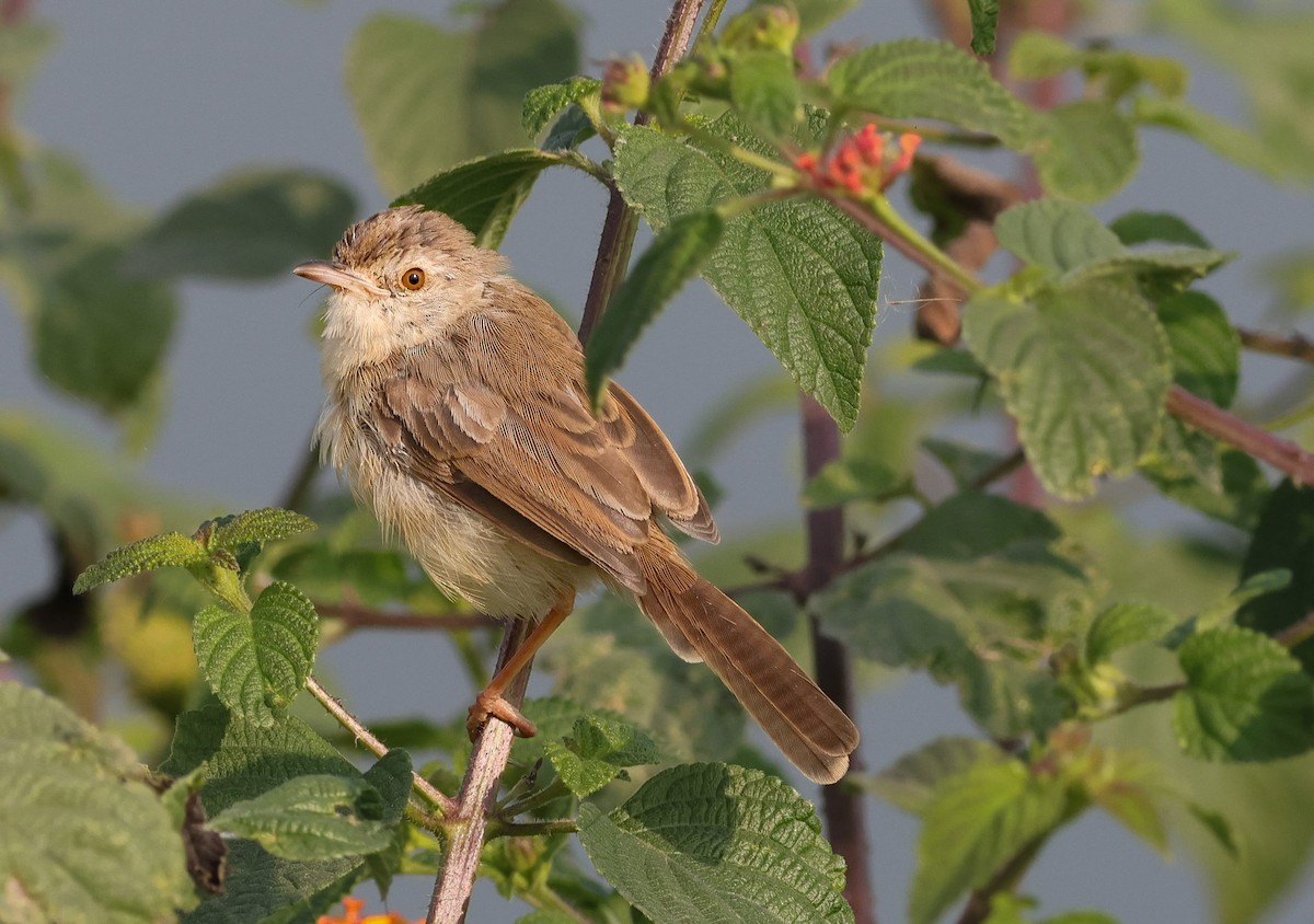 Plain Prinia - ML645895224