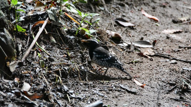 Pied Thrush - ML645895225
