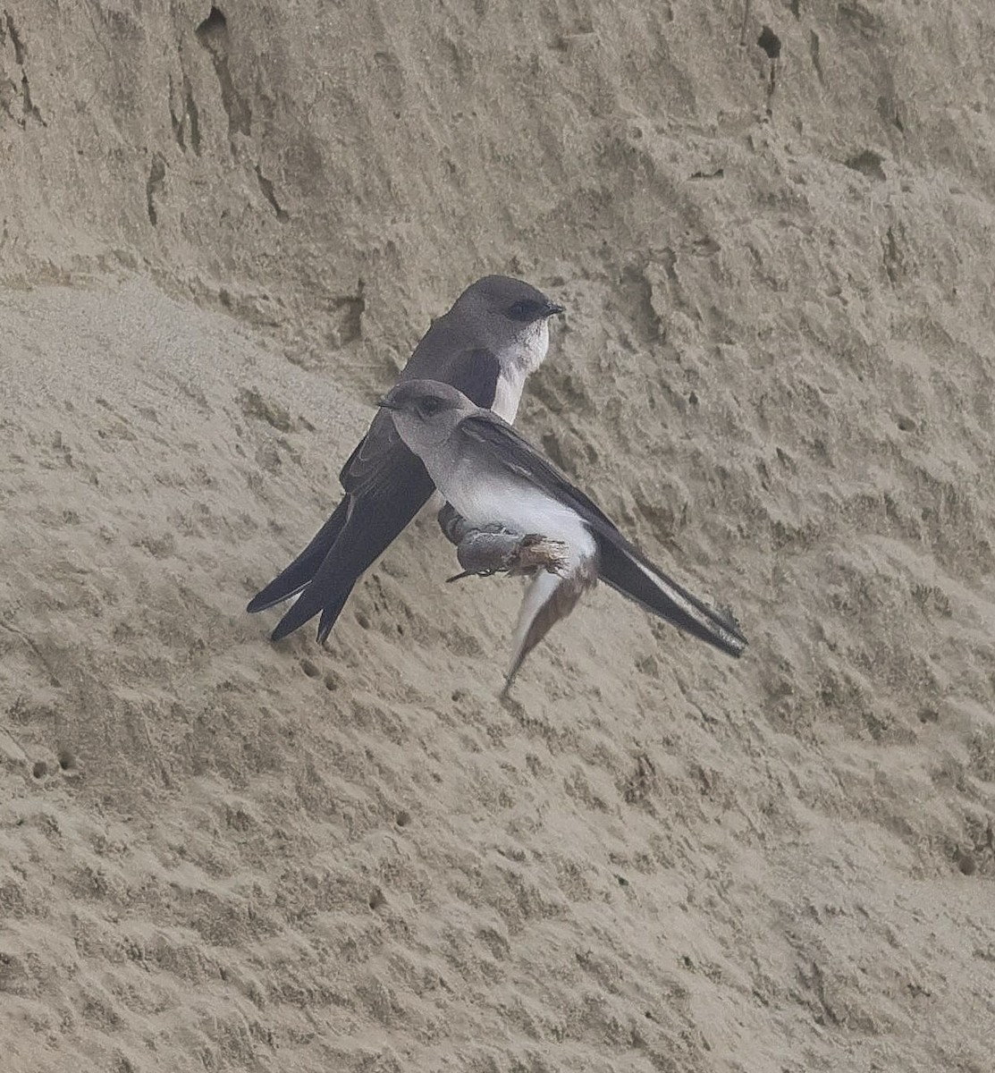 Gray-throated Martin - ML645895228