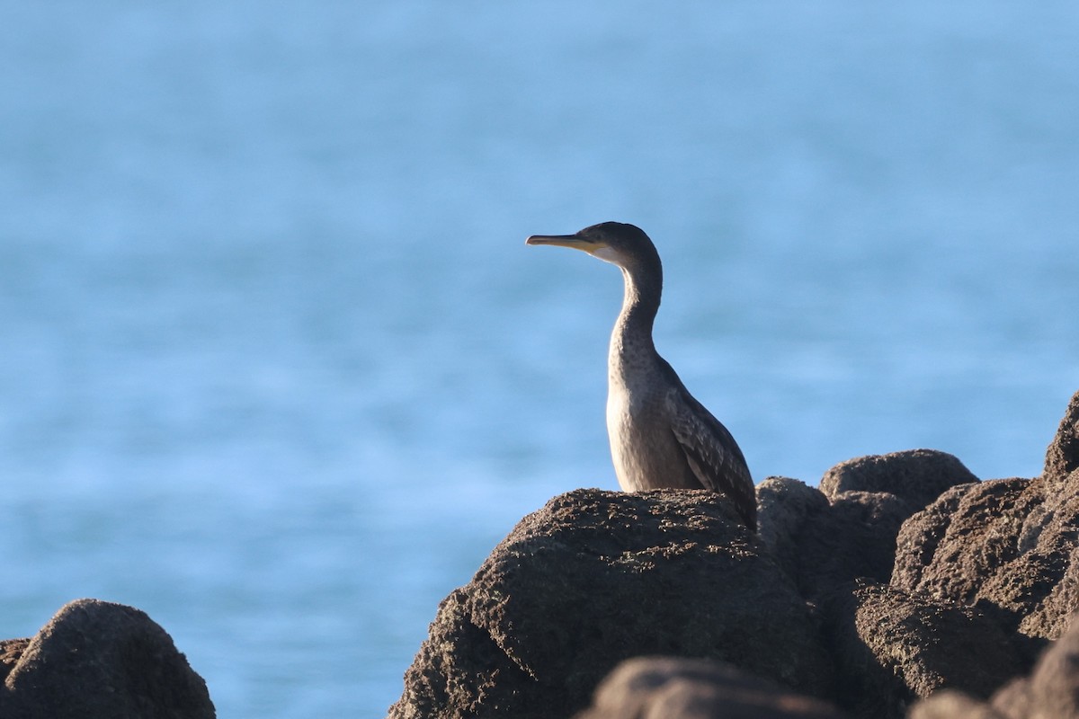 European Shag - ML645895229