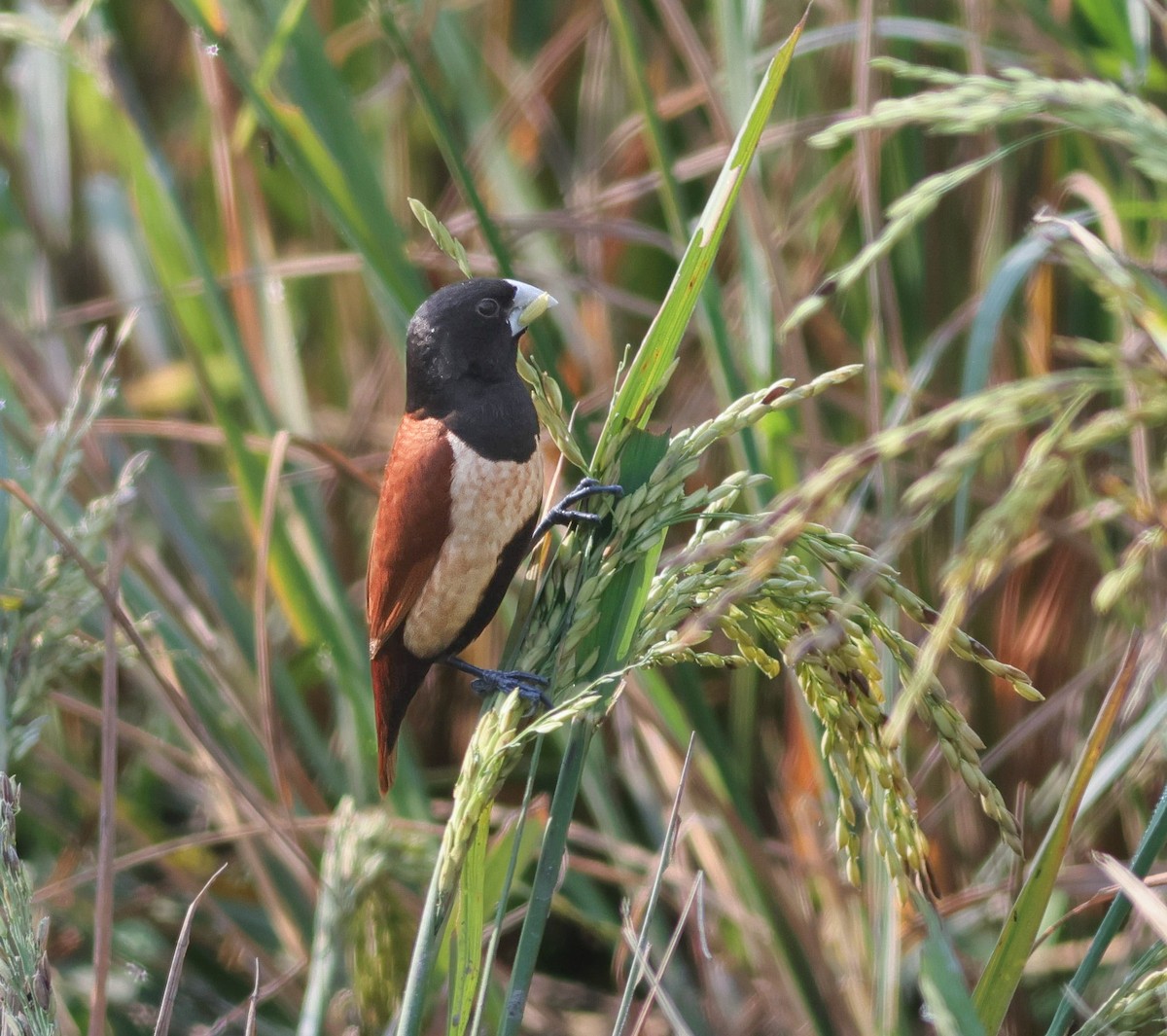 Tricolored Munia - ML645895231